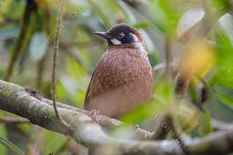 Cute Black-faced laughingthrush (Trochalopteron affine) bird sitting on the branch in forest