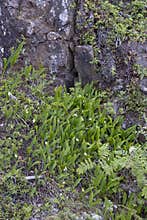 A few lily of the valley in the nature