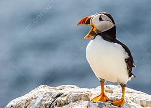 Atlantic puffin fratercula arctica