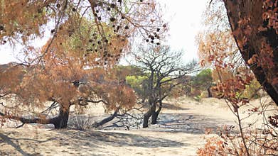 A burnt tree trunk in ashes in a Turkish forest