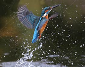 Kingfisher, Alcedo atthis