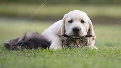 Dog and cat friendship