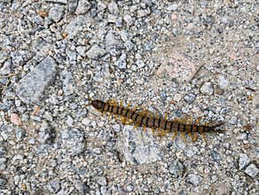insect, worm, centipede, fauna, animal, nature, long, yellow-bro