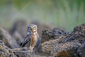 Bird Little owl in natural habitat Athene noctua