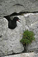 Black guillemot, Cepphus grylle