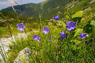 Blue Flowers In The Mountains