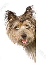 Dog banner