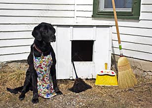 Spring Cleaning the Dog House