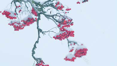 Viburnum In Snow. Red Mountain Ash Covered With Snow In Forest In Winter.