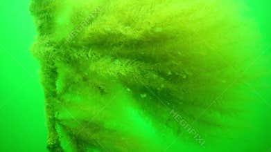 Hydroids polyp (Obelia sp.), coelenterates. Black Sea