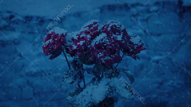 Roses In Snowfall At Dusk - Fairytale Scene