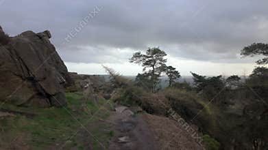 The Roaches pine woodland in the Peak District National Park