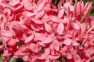 Jungle geranium pink color.