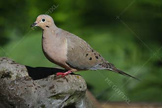 Mourning Dove Perched on Rock - Zenaida macroura