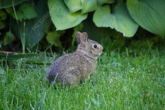 Wee Eastern Cottontail in Garden Eating a Blade of Grass - Sylvilagus floridanus