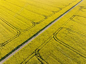 Rapeseed fields