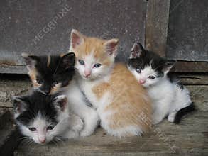 Kittens