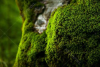 Thick moss