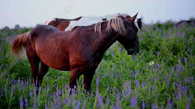 Chestnut horse eats tufted vetch on a overgrown