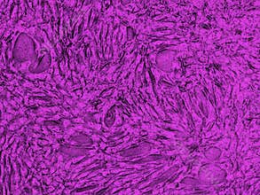 Stem Cells