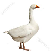 Domestic goose, Anser anser domesticus, standing, isolate