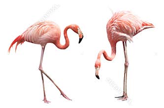 Two flamingo
