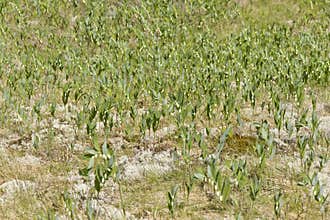 A wild field of lilies of the valley