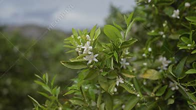A close-up of a blossoming orange tree, with fresh white flowers and lush green leaves against a soft-focus natural background