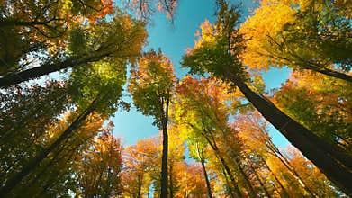 Gorgeous autumn colors in a sunlit forest