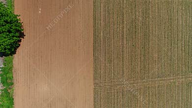 Aerial View Two Adjacent Farmland Fields, One Freshly Plowed Brown, Other With Neatly Planted Rows