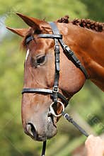 Extreme closeup of a domestic saddle horse on a rural animal farm. Portrait of an angloarabian chestnut colored stallion against