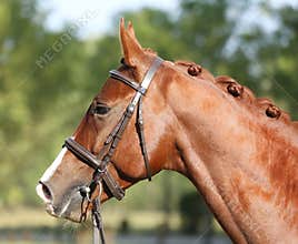 Extreme closeup of a domestic saddle horse on a rural animal farm. Portrait of an angloarabian chestnut colored stallion against