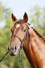 Extreme closeup of a domestic saddle horse on a rural animal farm. Portrait of an angloarabian chestnut colored stallion against