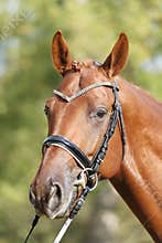 Extreme closeup of a domestic saddle horse on a rural animal farm. Portrait of an angloarabian chestnut colored stallion against