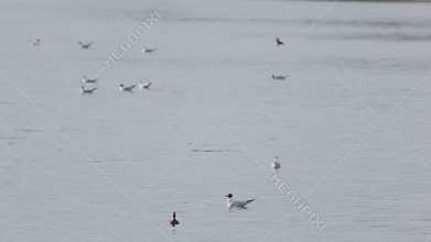 Many river gulls hunt fish in lakes, rivers, and canals. Seagulls fly over the water.