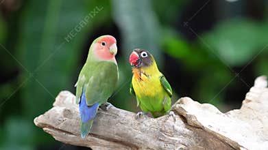 Two lovebird (Agapornis roseicollis) also known as rosy collared or peach faced lovebird