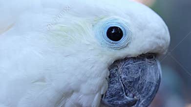 Portrait Yellow crested cockatoo a medium sized cockatoo with white plumage, bluish white bare orbital skin, grey feet