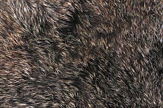 Brown fur texture