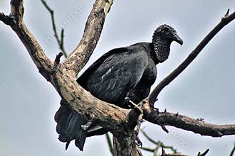 Wildlife in Guatemala: A Black vulture is seen perched in a tree overlooking the wetlands of a shrimp farm