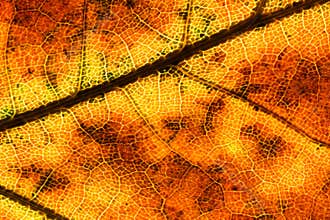 leaf, structure, patterns, nature, botany, flora, color, backlit