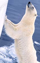 Polar bear wants in