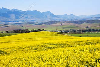 Canola field, Garden Route, South Africa