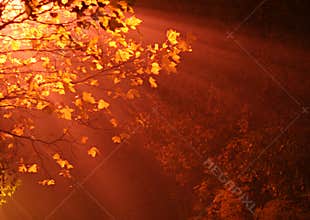 Colorful tree in fog and light