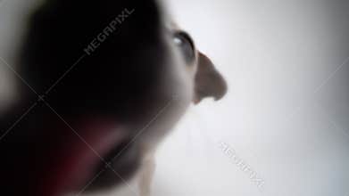 Dog licking the camera screen.