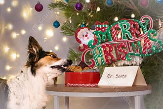 Dog stealing Santa\'s cookies on Christmas Day