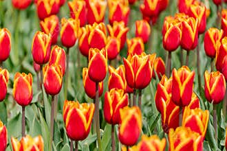 Orange tulips spring blossoming, bokeh flower background, pastel and soft floral card, selective focus