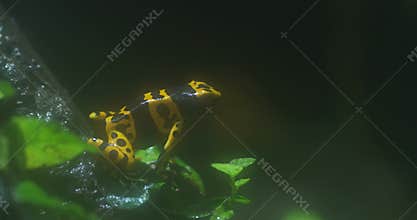 Golden Poison Dart Frog on a Leaf