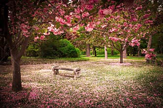 Garden in Spring