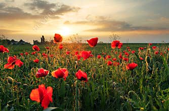 Poppies field flower on sunset
