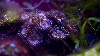 palythoa zoanthus soft coral colony, polyp move head in flow, absorb dissolved organic matter, caulerpa green algae, animal